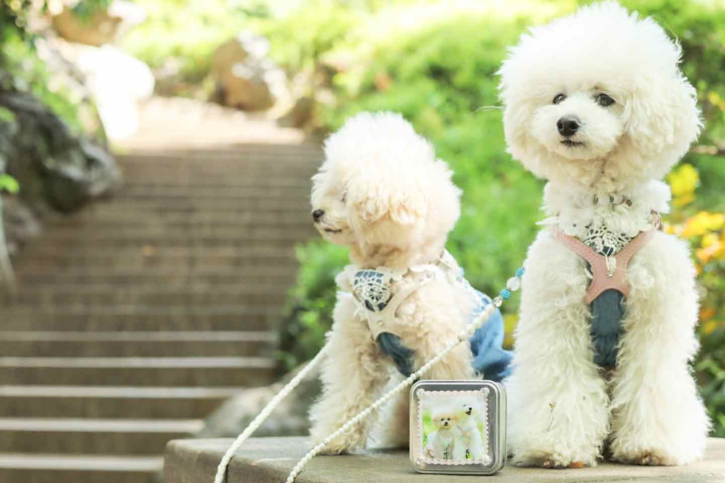 愛犬デザインのうちの子おやつ缶を持ってお散歩