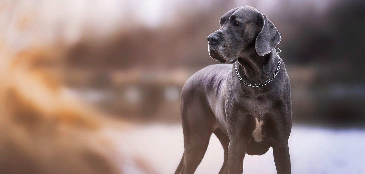 リヤドロ　グレート・デン　犬　グレートデン　イヌ 40055316-great_dane_pctop.jpg?
