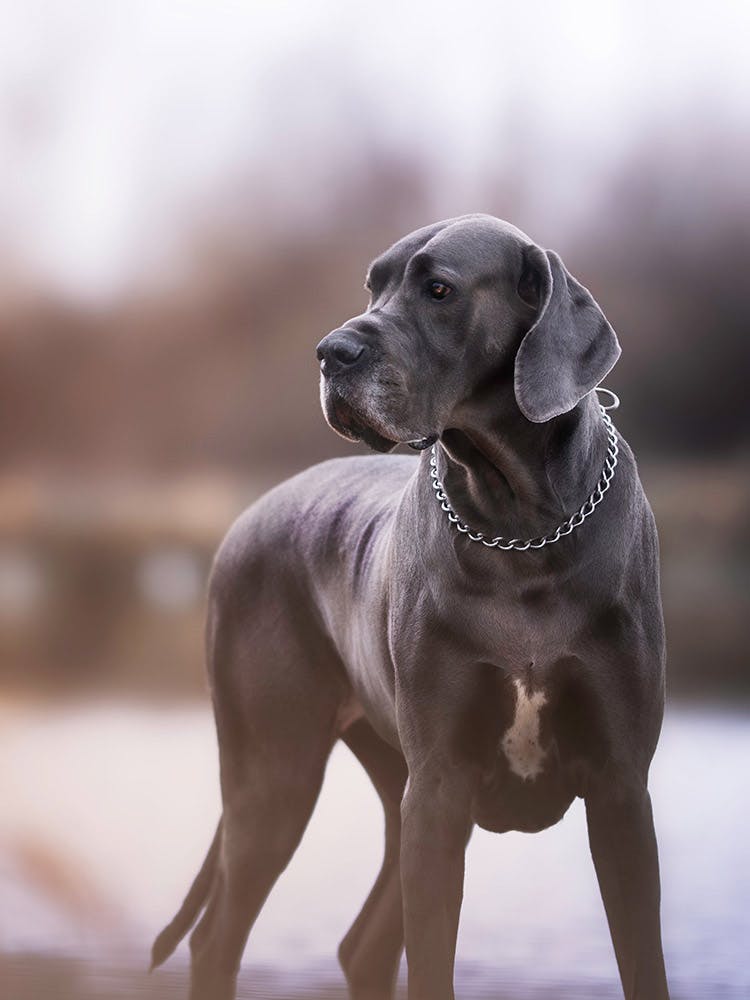 40055316-great_dane_topsumaho.