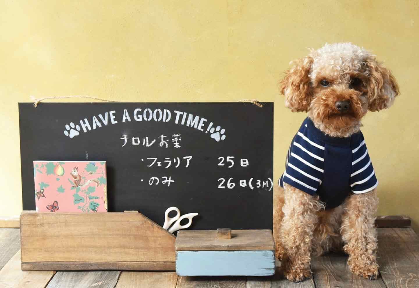 愛犬を見守る「収納つき連絡ボード」をDIY！ホームセンターや100円ショップの材料で簡単に作れちゃう