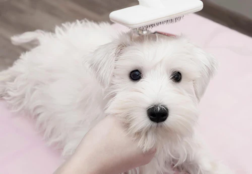 犬のブラッシングの正しい手順とは うれしい効果や必要なグッズ 嫌がるときの対処法について解説 獣医師監修 わんクォール 犬のブラッシングの正しい手順とは うれしい効果や必要なグッズ 嫌がるときの対処法について解説 獣医師監修 わんクォール