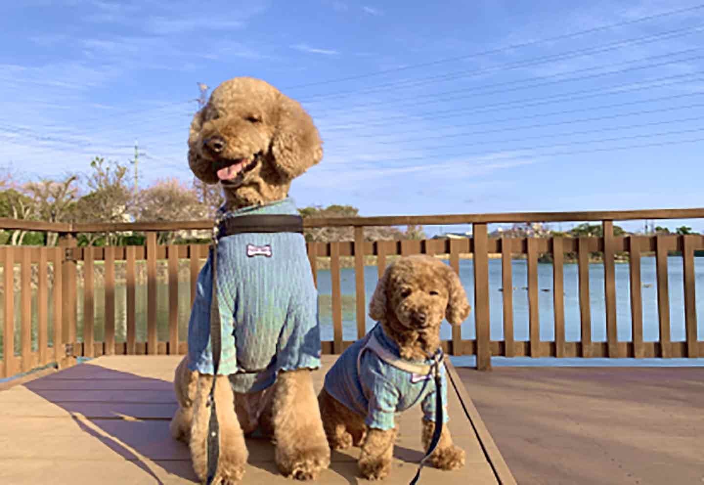 犬常識の遍歴】続『DOG SIGNAL（ドッグシグナル）』作者 みやうち沙矢