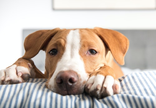 犬に人間用のアイスはng 食べてしまった時の症状や対処法 誤食を防ぐポイントについて解説 獣医師監修 わんクォール 犬に人間用のアイスはng 食べてしまった時の症状や対処法 誤食を防ぐポイントについて解説 獣医師監修 わんクォール