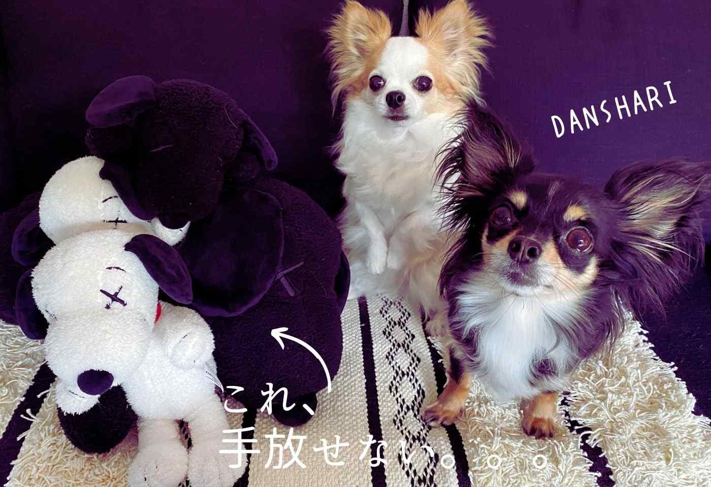 おうち時間は何してる 掃除と断捨離 わんクォール