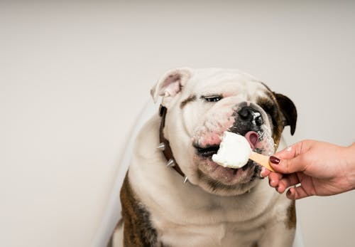 犬に人間用のアイスはng 食べてしまった時の症状や対処法 誤食を防ぐポイントについて解説 獣医師監修 わんクォール