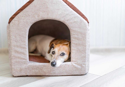 犬が飼い主にくっついてくる理由とは 犬が大好きな人に見せるサインと応え方について解説 獣医師監修 わんクォール 犬が飼い主にくっついてくる理由とは 犬が大好きな人に見せるサインと応え方について解説 獣医師監修 わんクォール