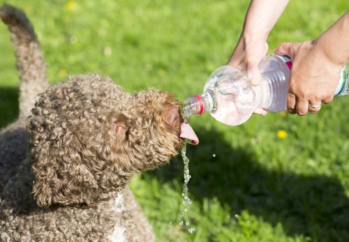 水分補給する犬