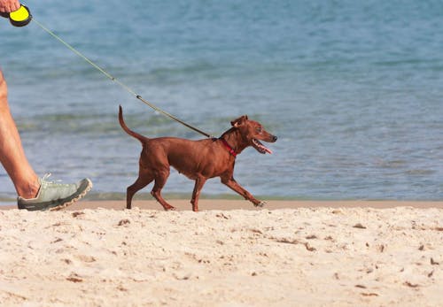 犬と海に行く際の注意点とは 必要な準備と 砂浜や海水へのケアも紹介 獣医師監修 わんクォール