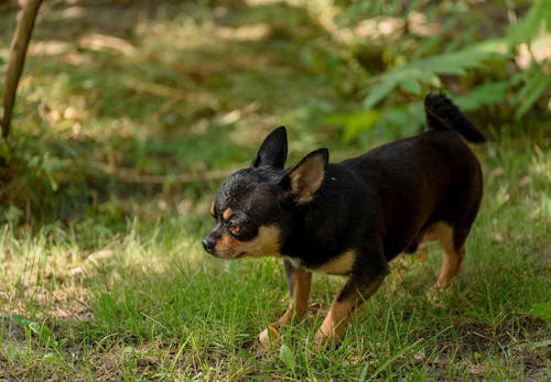 犬のマーキングをやめさせる方法とは 必要なしつけと対処法を解説 獣医師監修 わんクォール