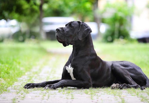 グレート デンってどんな犬 性格 特徴 飼いやすさや しつけ方などについて解説 獣医師監修 わんクォール