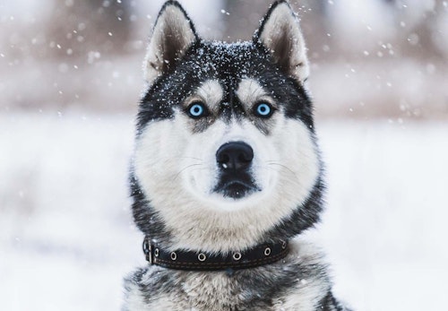 左右の目の色が違う オッドアイ の犬が生まれる理由は 体質への影響や 飼育上の注意点について解説 獣医師監修 わんクォール