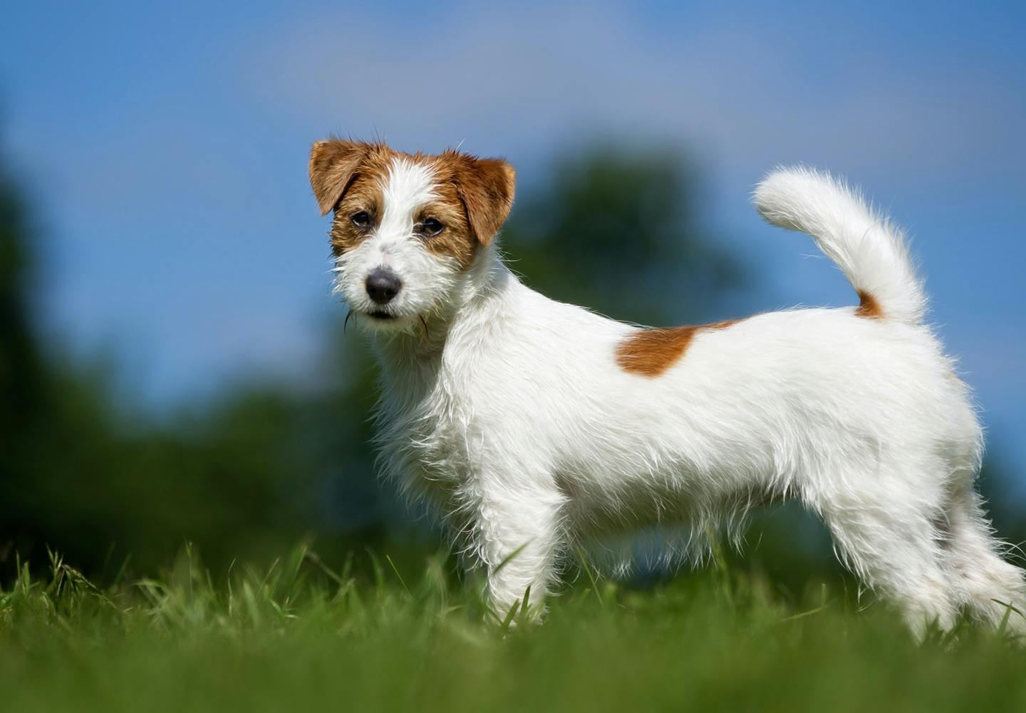 jack_russell_terrier_p02
