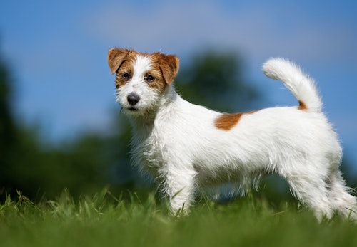 jack_russell_terrier_p02