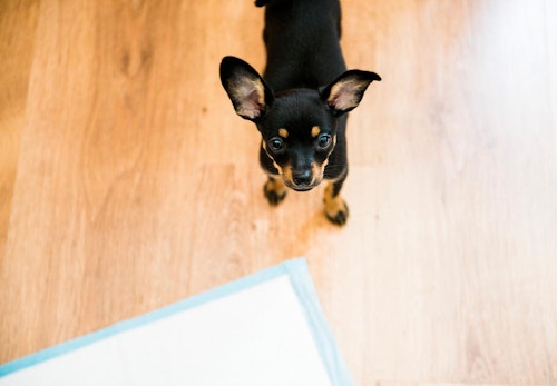 子犬にトイレを覚えさせるには トイレトレーニングのしつけの基本と注意点 失敗する場合の対処法を解説 獣医師監修 わんクォール