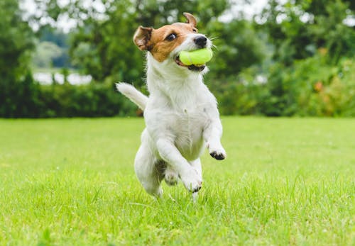 ジャック ラッセル テリアはどんな犬 性格 特徴 飼いやすさ しつけのコツなどについて解説 獣医師監修 わんクォール