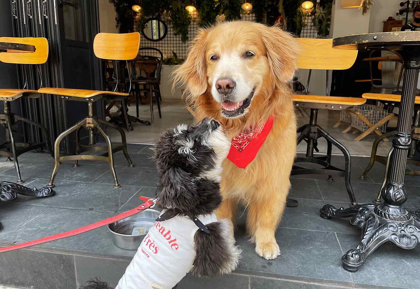 カフェサンズノム　店内テラス犬OK　ドッグフレンドリー