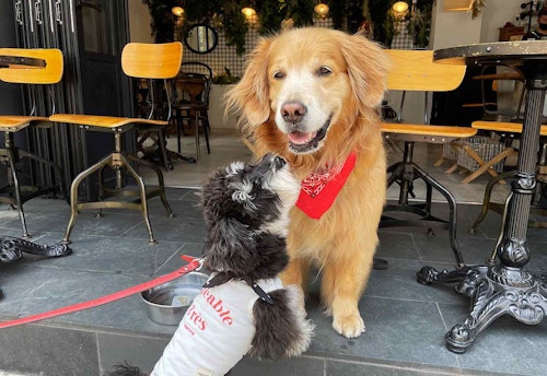 東京 愛犬と行けるおしゃれカフェ3選 都内で旅行気分になれるお店 わんクォール 東京 愛犬と行けるおしゃれカフェ3選 都内で旅行気分になれるお店 わんクォール