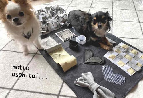 材料費0円以下 楽しい仕掛けを簡単diy 愛犬が遊びながら学べるノーズワークマットの作り方 わんクォール