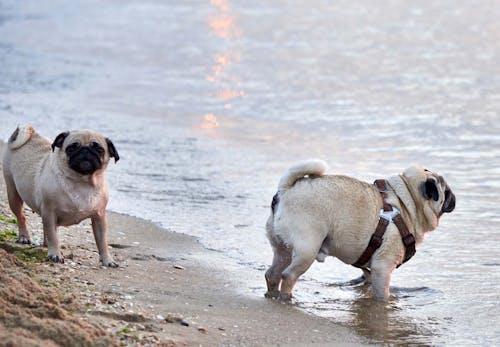 犬と海に行く際の注意点とは 必要な準備と 砂浜や海水へのケアも紹介 獣医師監修 わんクォール