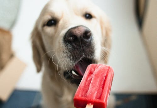 犬に人間用のアイスはng 食べてしまった時の症状や対処法 誤食を防ぐポイントについて解説 獣医師監修 わんクォール