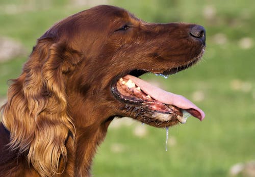 犬の熱中症の見分け方は 応急処置と予防法 室内や留守番時の注意点も解説 獣医師監修 わんクォール