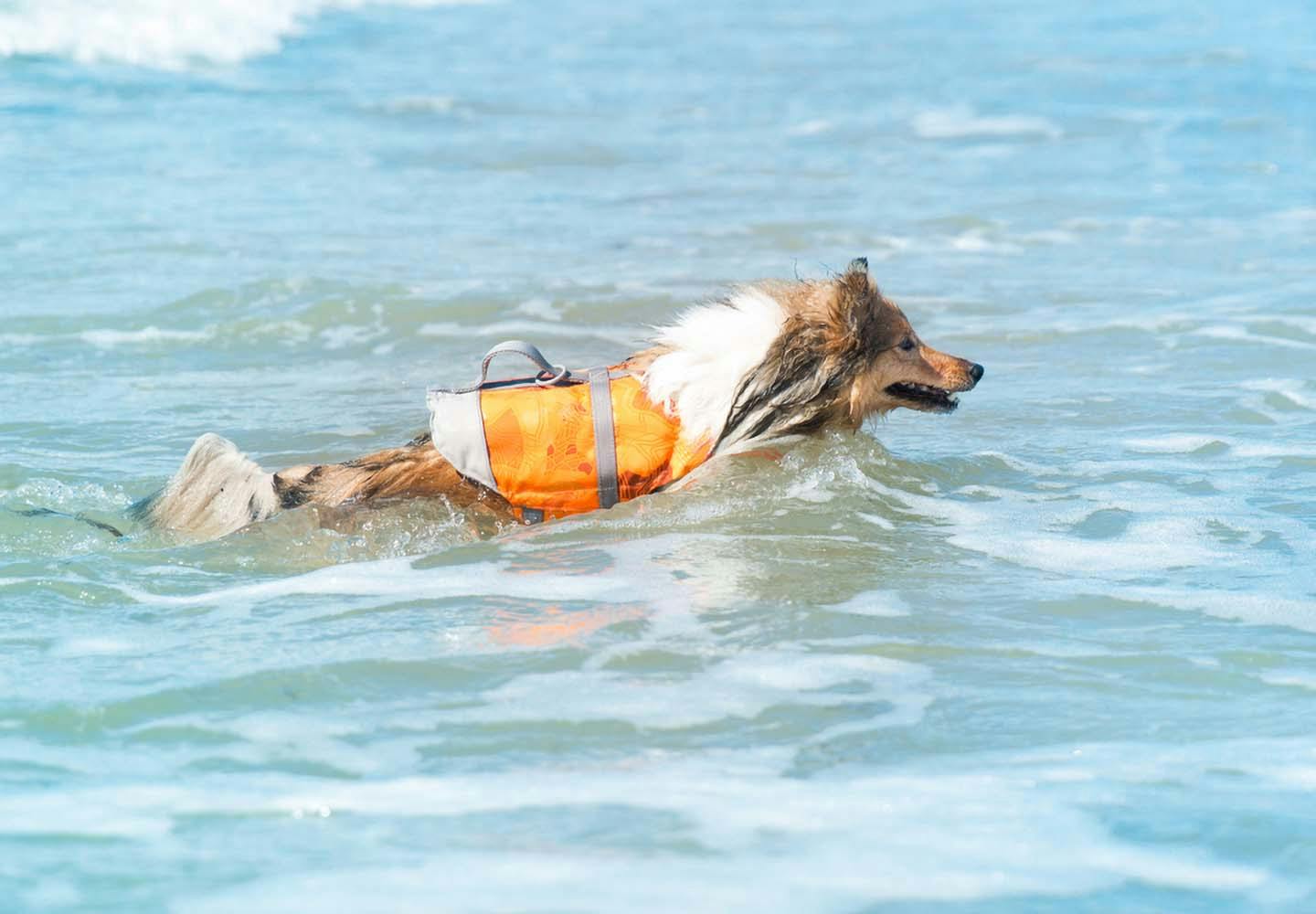 ライフジャケットを着た犬と海