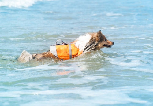 ライフジャケットを着た犬と海