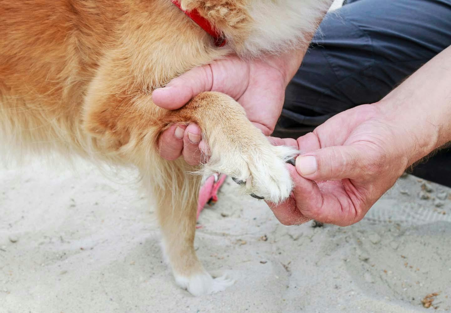 犬と海に行く際の注意点とは 必要な準備と 砂浜や海水へのケアも紹介 獣医師監修 わんクォール