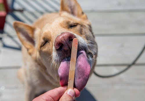 犬に人間用のアイスはng 食べてしまった時の症状や対処法 誤食を防ぐポイントについて解説 獣医師監修 わんクォール