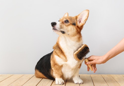 犬のブラッシングの正しい手順とは うれしい効果や必要なグッズ 嫌がるときの対処法について解説 獣医師監修 わんクォール 犬のブラッシングの正しい手順とは うれしい効果や必要なグッズ 嫌がるときの対処法について解説 獣医師監修 わんクォール