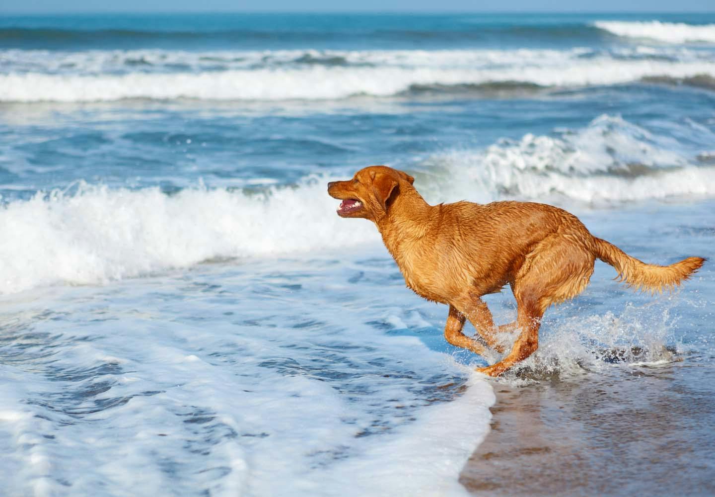 犬と海に行く際の注意点とは 必要な準備と 砂浜や海水へのケアも紹介 獣医師監修 わんクォール