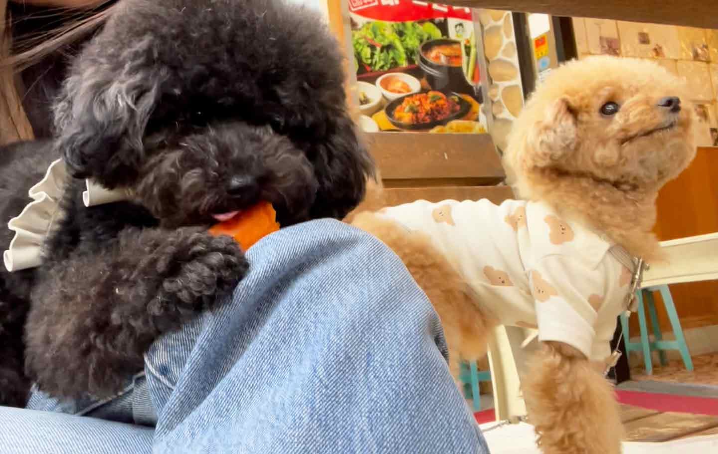 愛犬と本格韓国ランチ『テ〜ハミング』　生野菜　こてつ