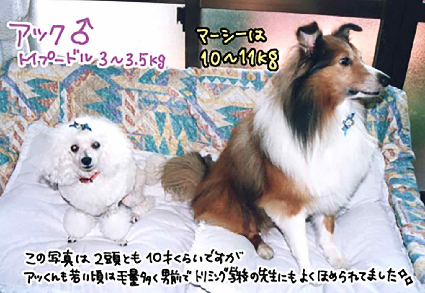 東京で妙なペット連れを発見 販売 とても人間に似た犬なのか