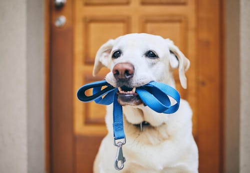 犬のマーキングをやめさせる方法とは 必要なしつけと対処法を解説 獣医師監修 わんクォール