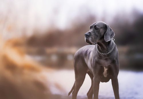 グレート デンってどんな犬 性格 特徴 飼いやすさや しつけ方などについて解説 獣医師監修 わんクォール