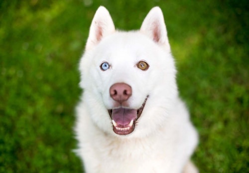 左右の目の色が違う オッドアイ の犬が生まれる理由は 体質への影響や 飼育上の注意点について解説 獣医師監修 わんクォール