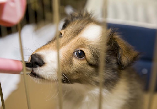 犬の熱中症の見分け方は 応急処置と予防法 室内や留守番時の注意点も解説 獣医師監修 わんクォール 犬の熱中症の見分け方は 応急処置と予防法 室内や留守番時の注意点も解説 獣医師監修 わんクォール