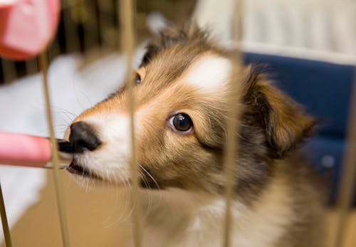 犬の熱中症の見分け方は 応急処置と予防法 室内や留守番時の注意点も解説 獣医師監修 わんクォール