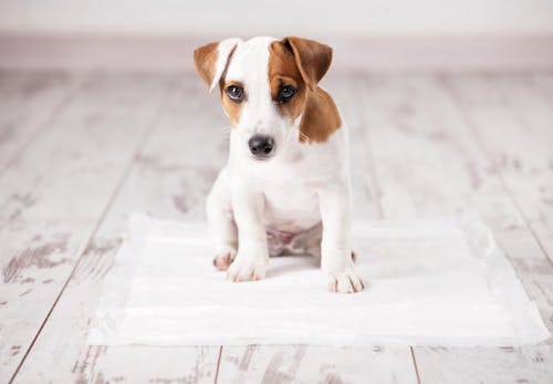 子犬にトイレを覚えさせるには トイレトレーニングのしつけの基本と注意点 失敗する場合の対処法を解説 獣医師監修 わんクォール