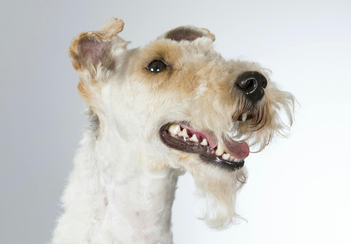 ワイアー・フォックス・テリアってどんな犬？性格・特徴・飼いやすさ