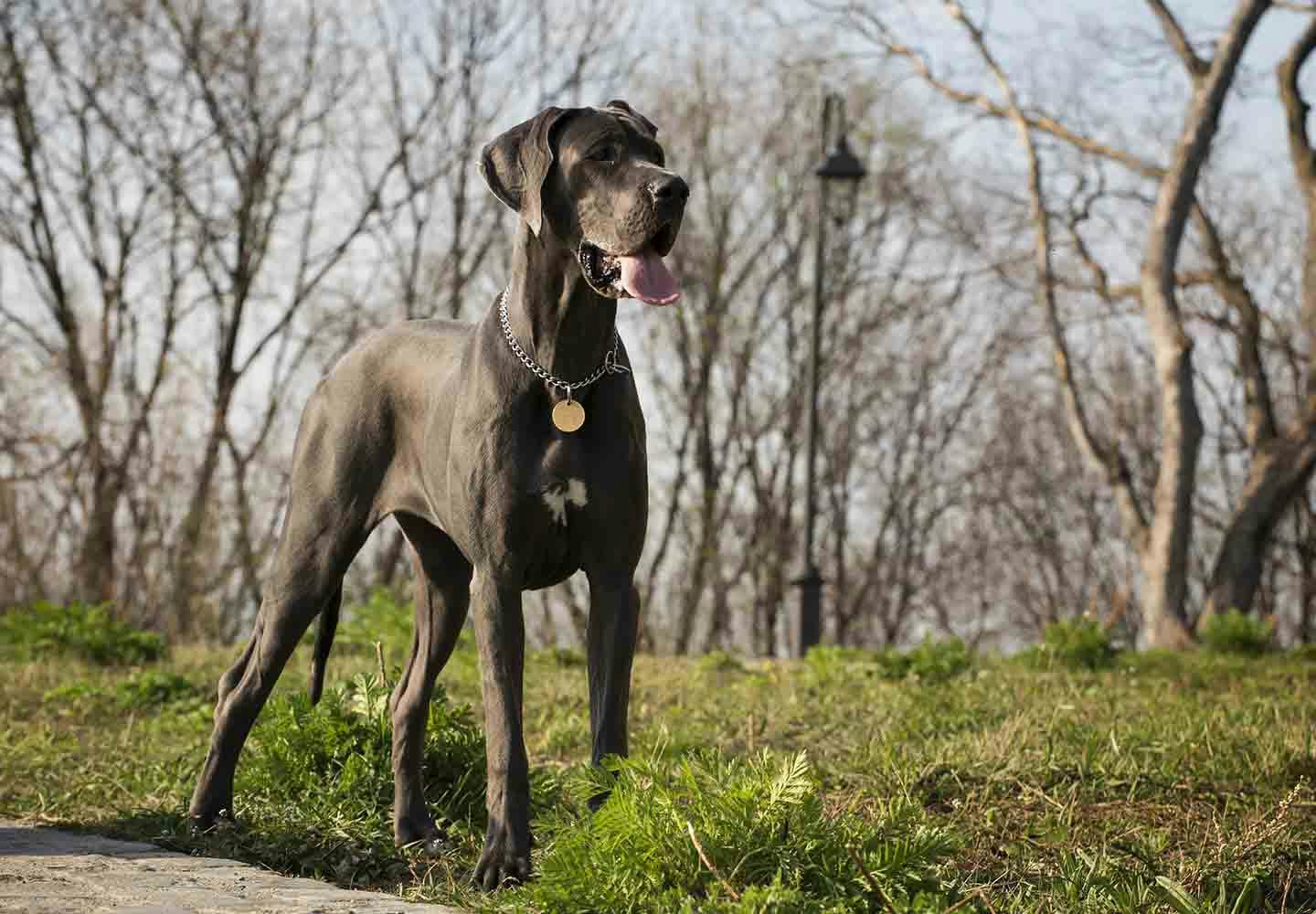 グレート・デンってどんな犬？性格・特徴・飼いやすさや、しつけ方など