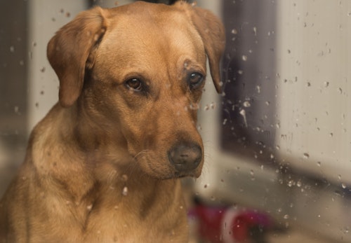 犬も低気圧が苦手 気圧の変化で体調を崩す理由を獣医師に聞いてみた わんクォール 犬も低気圧が苦手 気圧の変化で体調を崩す理由を獣医師に聞いてみた わんクォール