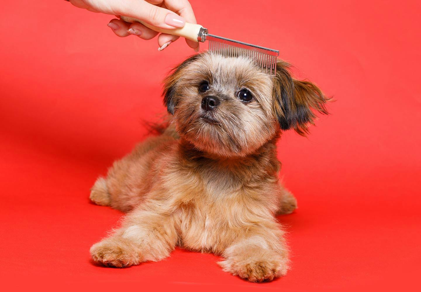 獣医師監修 換毛期以外での犬の抜け毛の原因とは 考えられる病気と対処法について解説 わんクォール