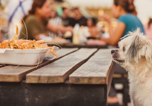 犬にエビを食べさせても大丈夫 正しい与え方と注意点 含まれている栄養素などについて解説 獣医師監修 わんクォール