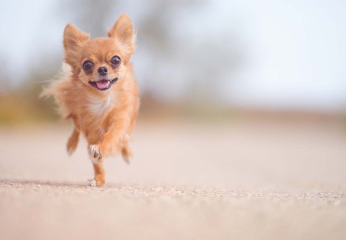 犬もヤキモチをやく 嫉妬の原因や仕草 対処法を解説 獣医師監修 わんクォール 犬もヤキモチをやく 嫉妬の原因や仕草 対処法を解説 獣医師監修 わんクォール