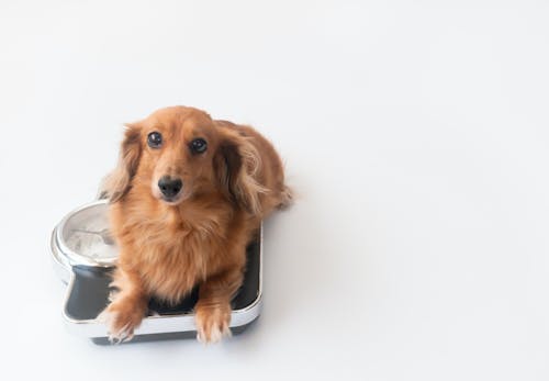 ミニチュア ダックスフンドの平均寿命は何歳 長生きさせる秘訣やかかりやすい病気について解説 獣医師監修 わんクォール ミニチュア ダックスフンドの平均寿命は何歳 長生きさせる秘訣やかかりやすい病気について解説 獣医師監修 わんクォール