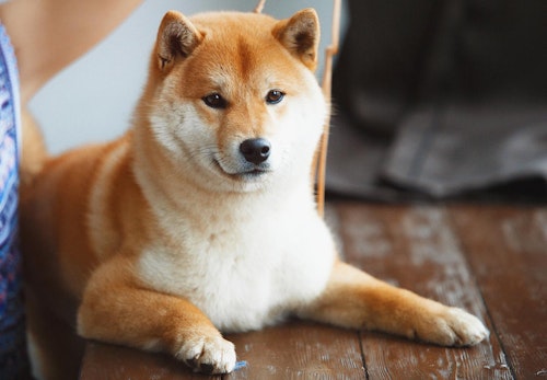 柴犬の平均寿命は何歳 長生きさせる秘訣やかかりやすい病気と予防方法について解説 獣医師監修 わんクォール 柴犬の平均寿命は何歳 長生きさせる秘訣やかかりやすい病気と予防方法について解説 獣医師監修 わんクォール
