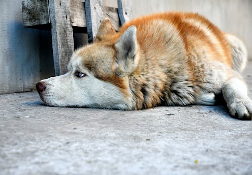 犬も夏バテする 原因や症状 対処法や子犬 老犬へのケアについて解説 獣医師監修 わんクォール