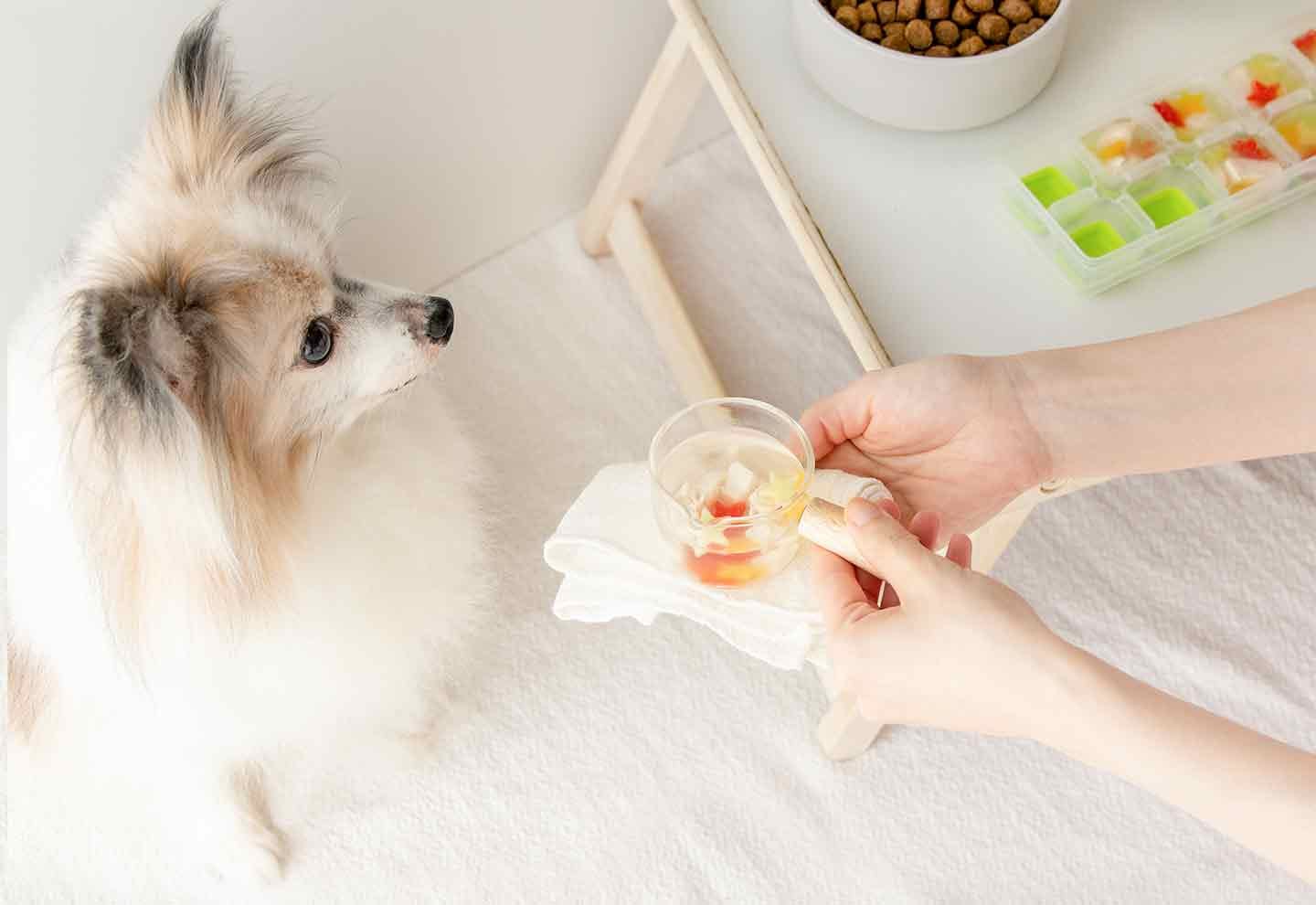 七夕にも ささみと夏野菜の犬用スープレシピ 手作り犬おやつ ドッグフードトッピング 犬ごはん先生 いちかわあやこ オフィシャルブログ Powered By Ameba