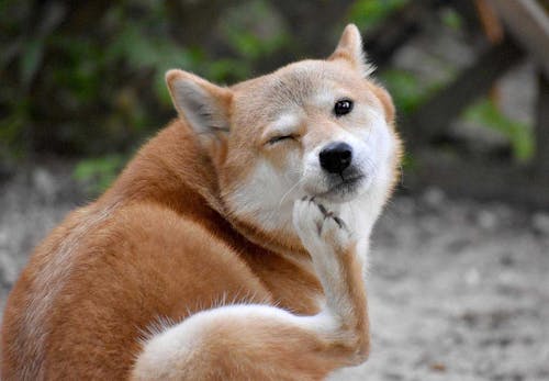 犬のアトピー性皮膚炎とは 症状や治療法 日常生活での注意点などを解説 獣医師監修 わんクォール